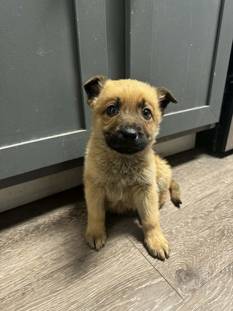 Enlarge Scooby Doo, a Adoptable mixed breed in Irwin, PA image 5/6