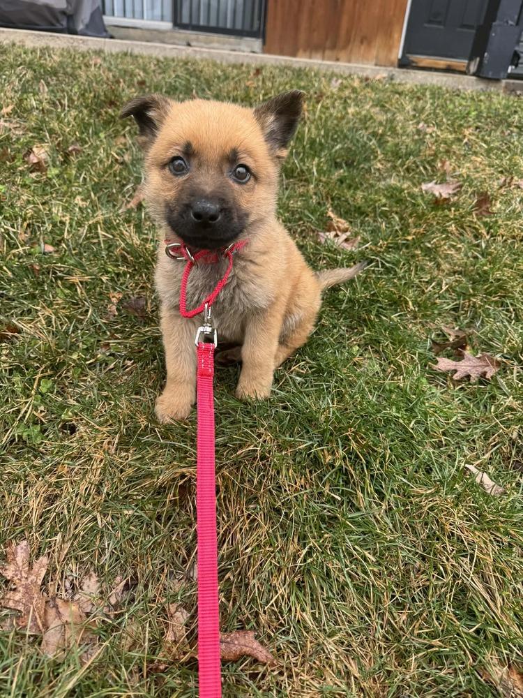 Enlarge Scooby Doo, a Adoptable mixed breed in Irwin, PA image 6/6