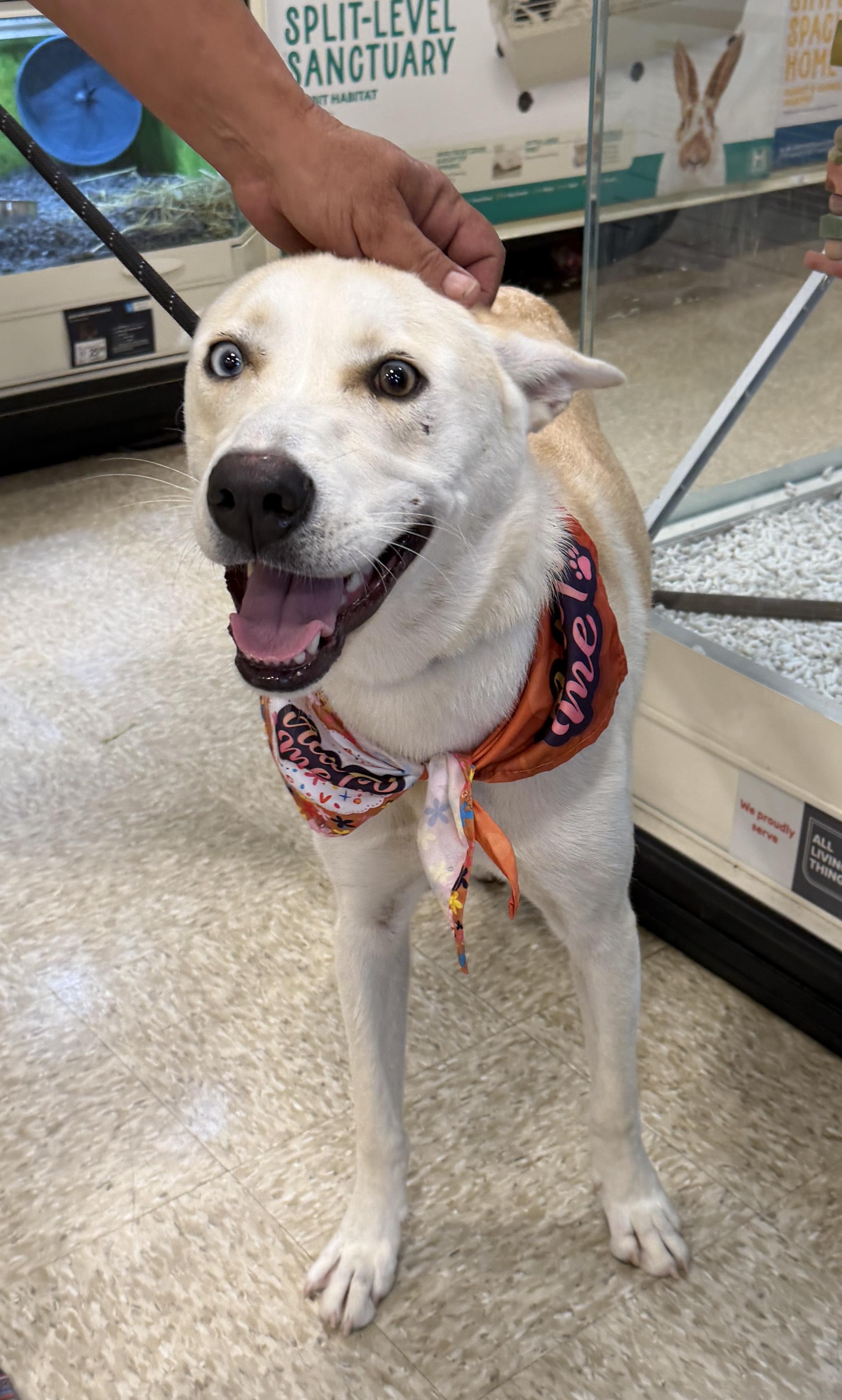 Peaches, Adoptable, Young Female Husky.