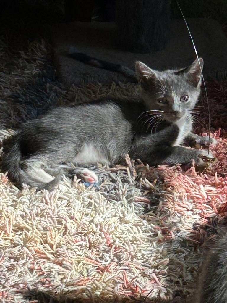 Gunnar, Adoptable, Kitten Male Domestic Short Hair.