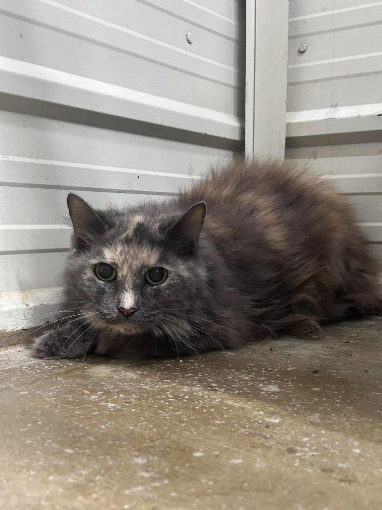 Enlarge Floofy, a Adoptable mixed breed in Lagrange, IN image 1/1