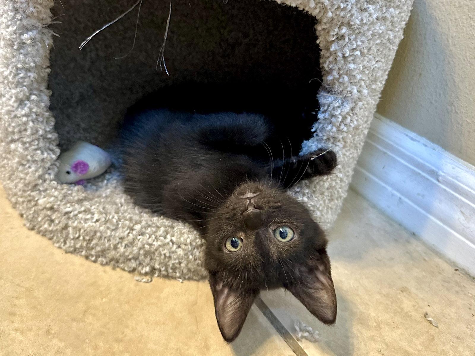 Enlarge Sprinkles, a Adopted Domestic Short Hair in Longwood, FL image 1/3