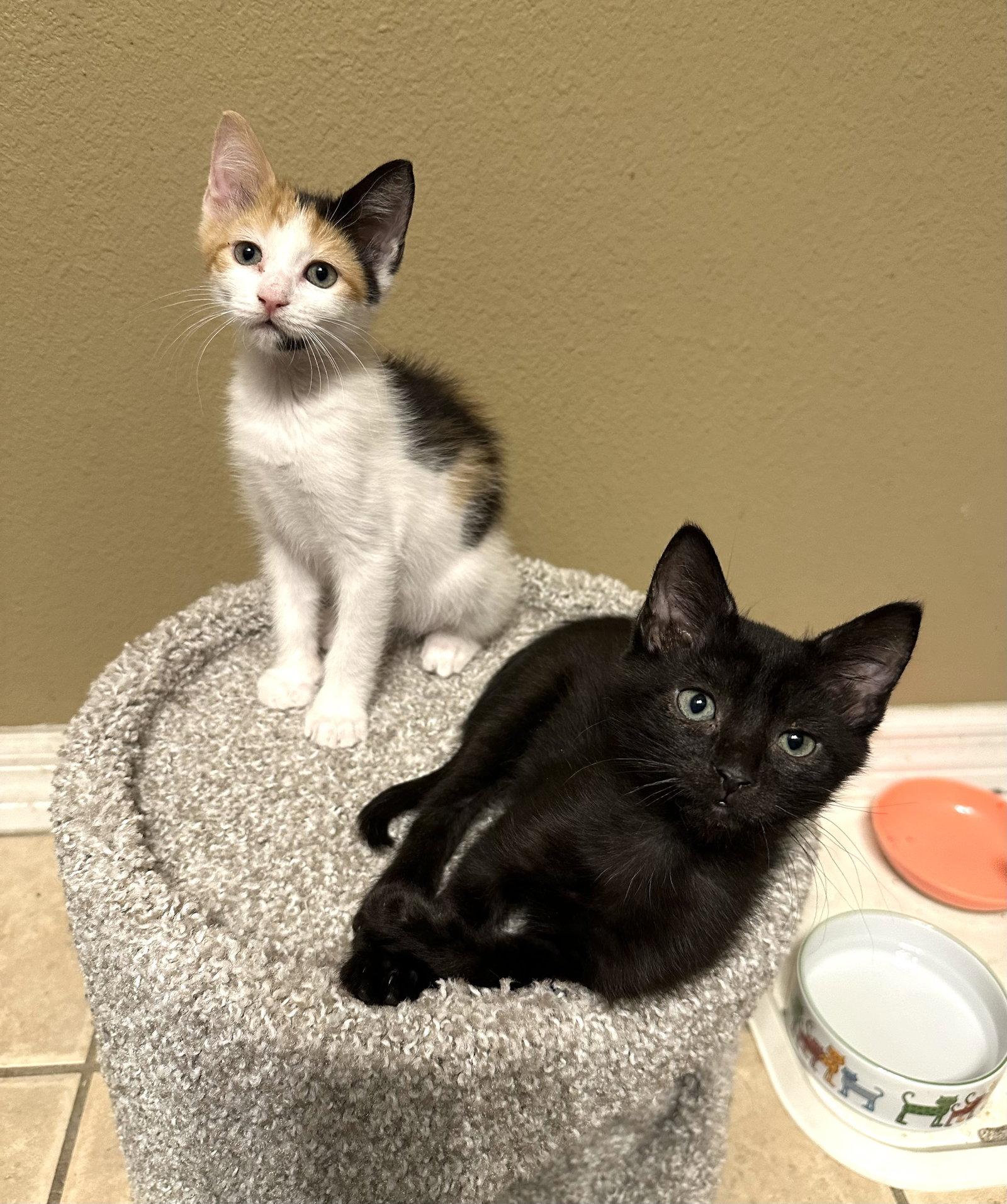 Enlarge Sprinkles, a Adopted Domestic Short Hair in Longwood, FL image 2/3