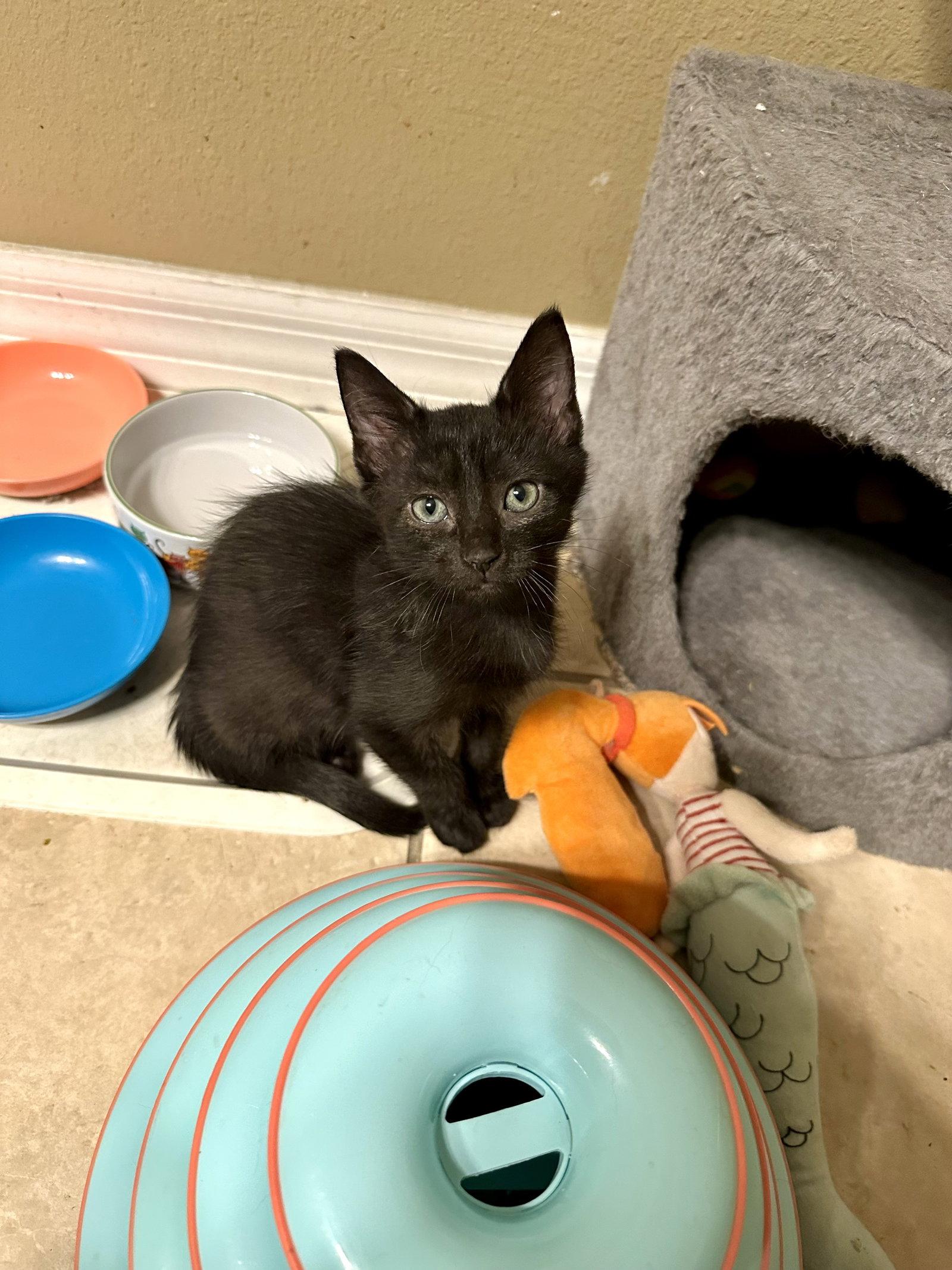 Enlarge Sprinkles, a Adopted Domestic Short Hair in Longwood, FL image 3/3