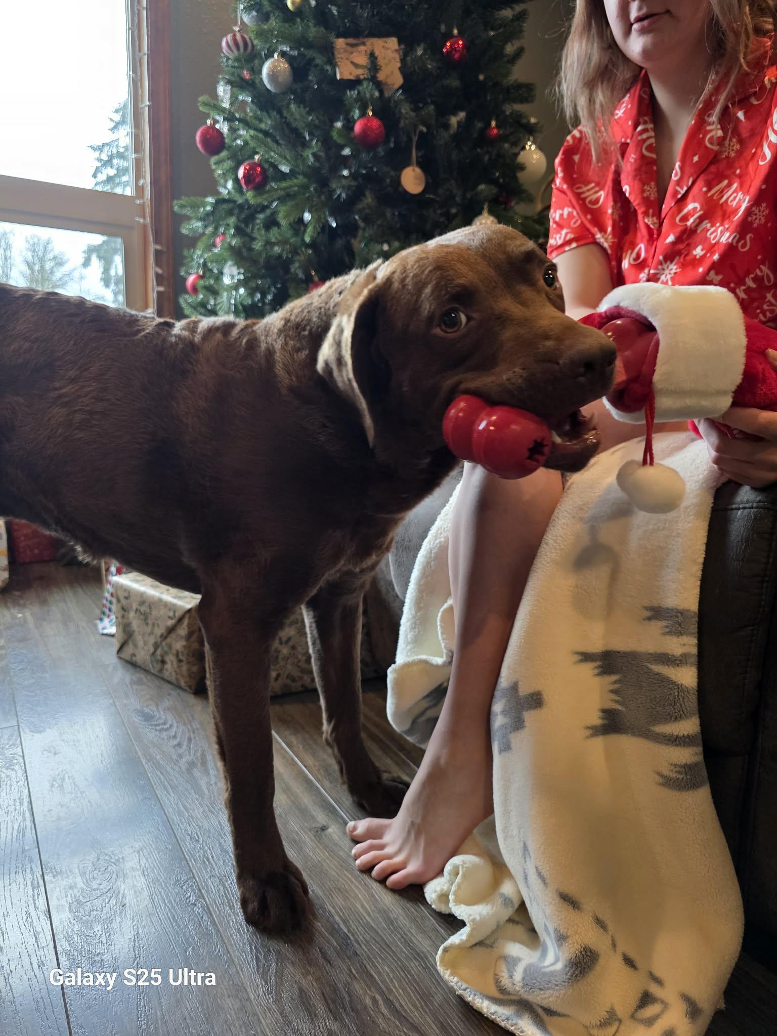 Bear, ADOPTABLE, Adult Male Chocolate Labrador Retriever.