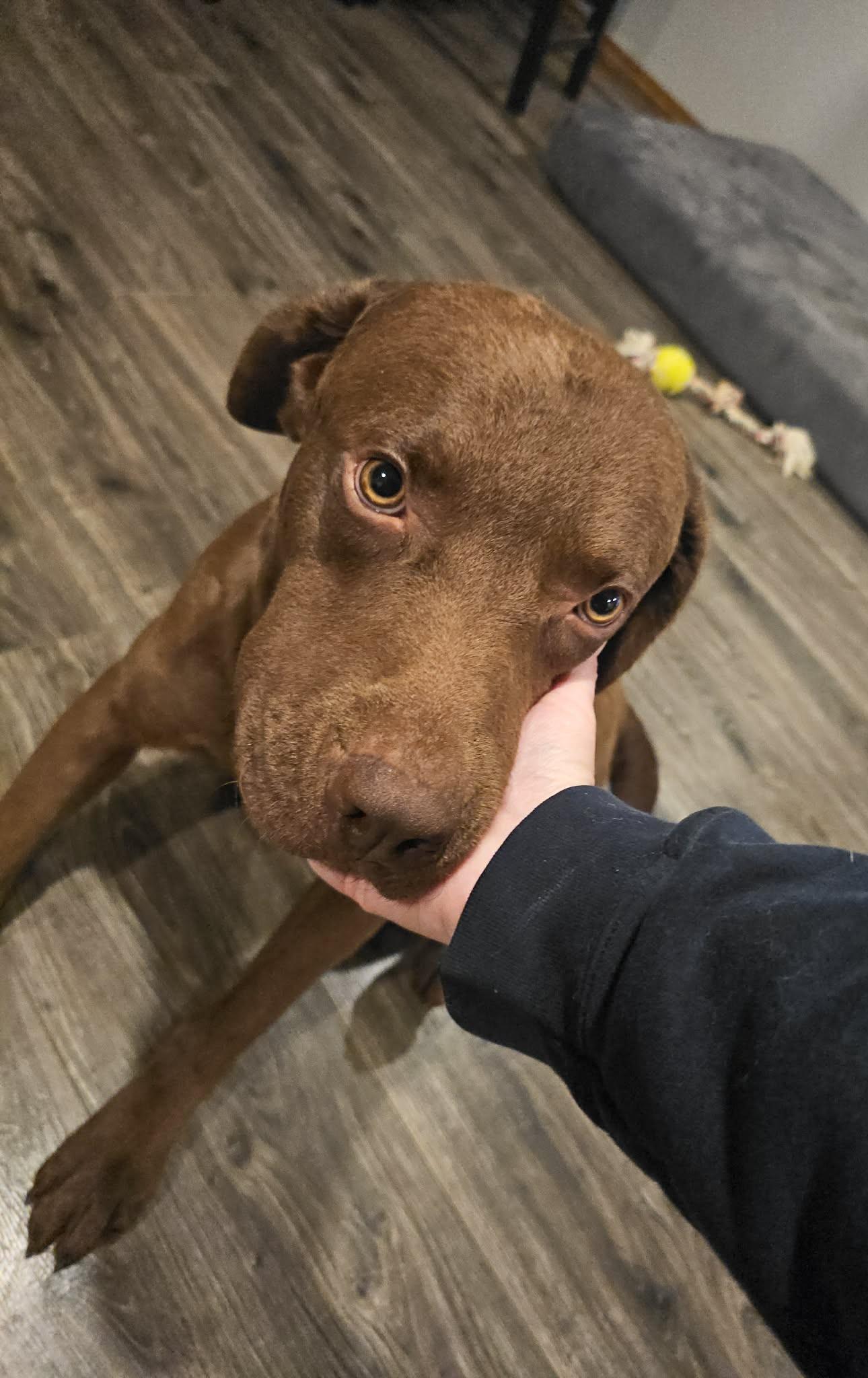 Enlarge Bear, a ADOPTABLE Chocolate Labrador Retriever in Clatskanie, OR image 4/5