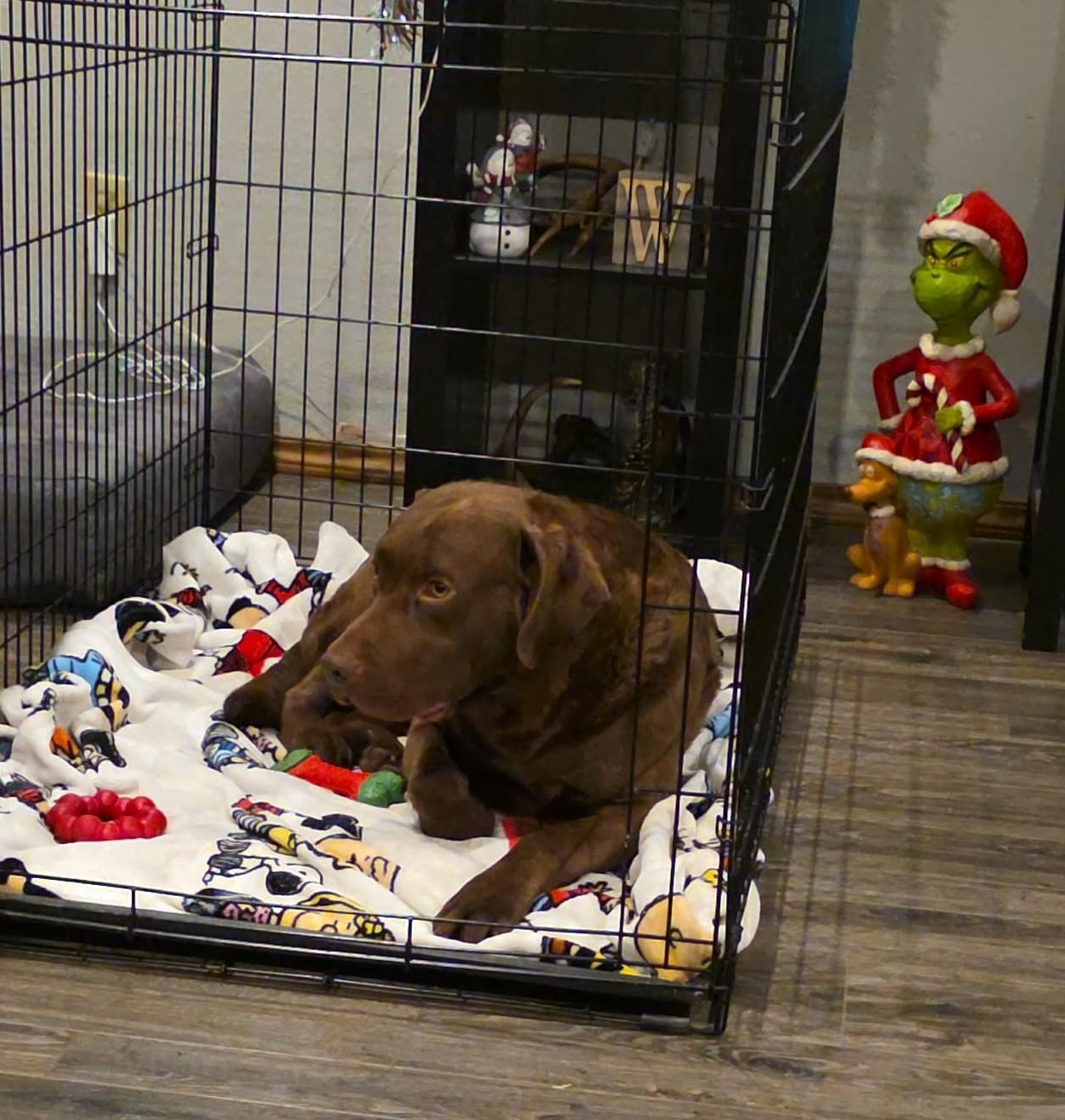 Enlarge Bear, a ADOPTABLE Chocolate Labrador Retriever in Clatskanie, OR image 5/5