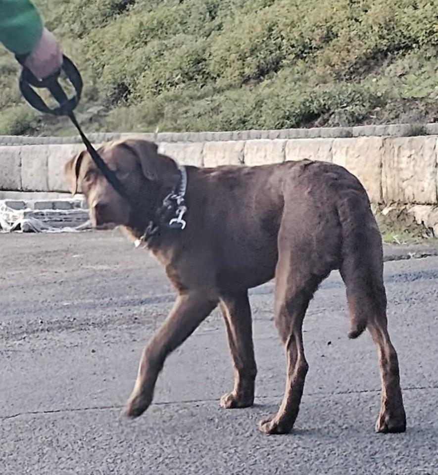 Enlarge Bear, a ADOPTABLE Chocolate Labrador Retriever in Clatskanie, OR image 3/5