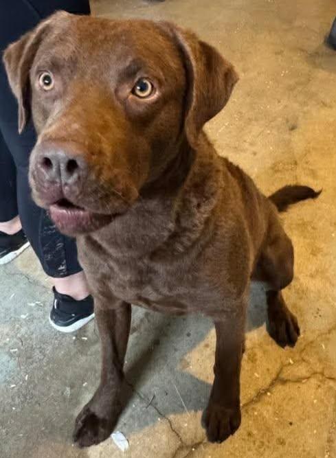 Enlarge Bear, a ADOPTABLE Chocolate Labrador Retriever in Clatskanie, OR image 2/5
