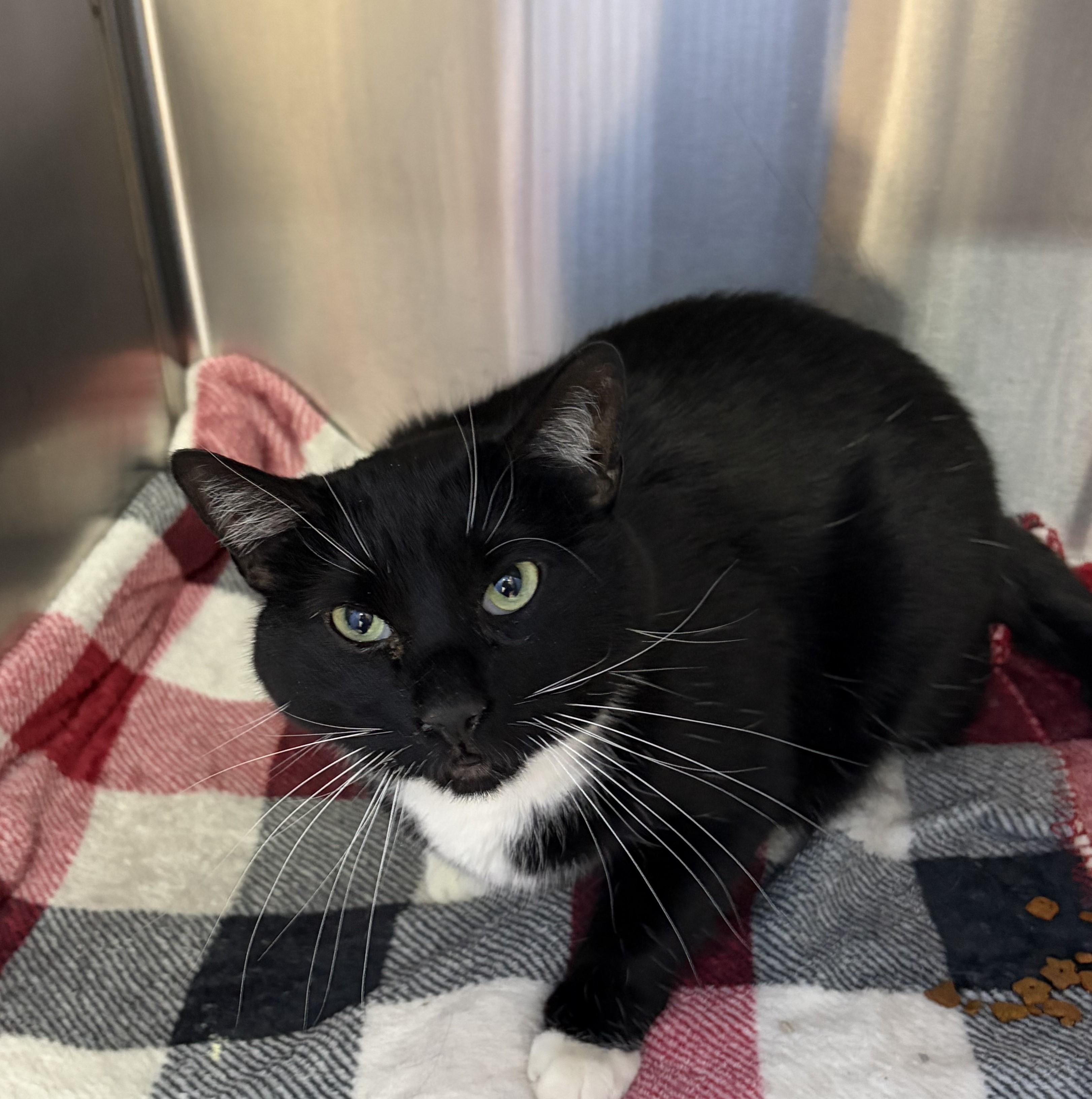 Apollo 11, ADOPTABLE, Adult Male Domestic Short Hair.