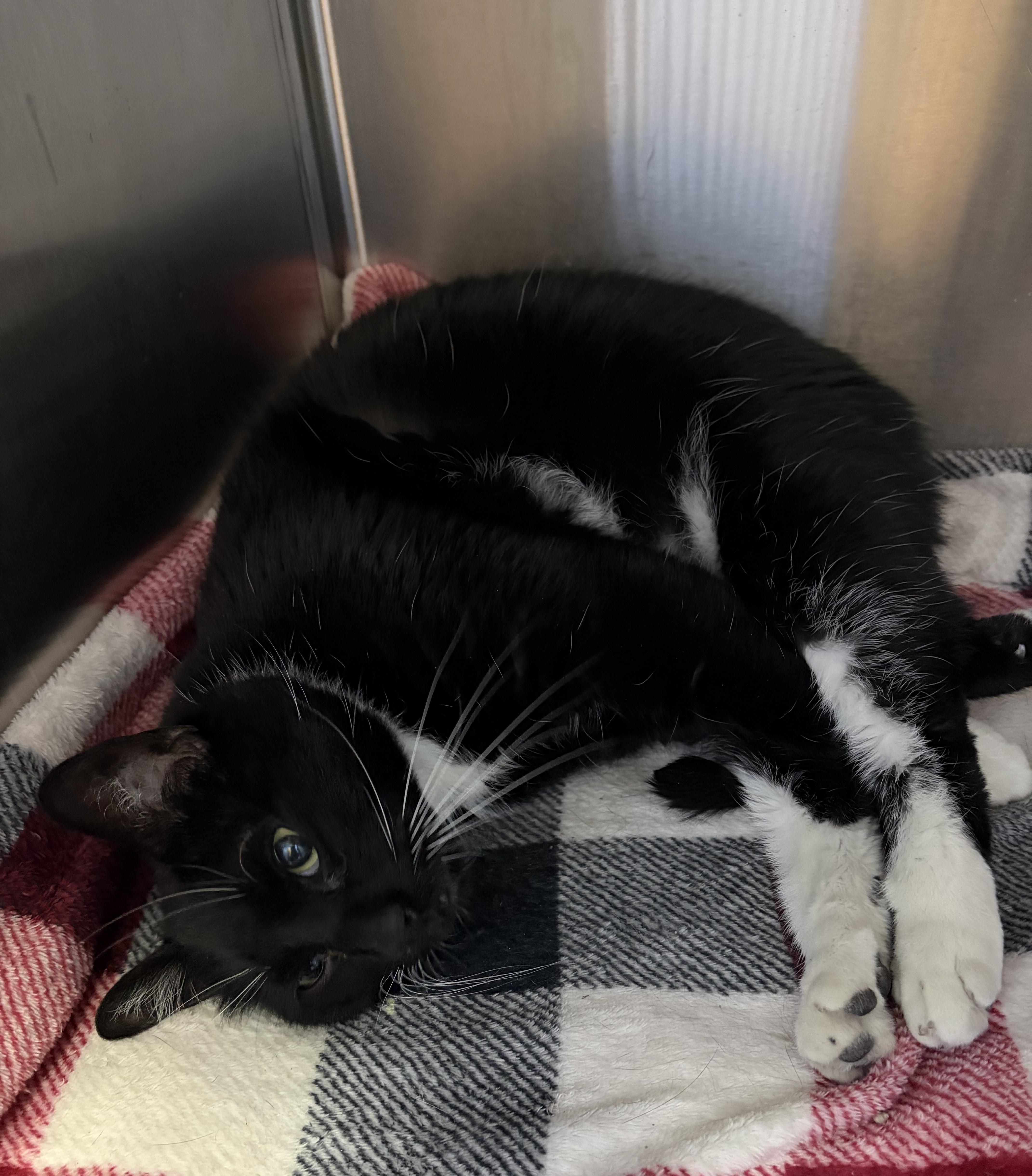 Enlarge Apollo 11, a ADOPTABLE Domestic Short Hair in Brookings, SD image 2/2