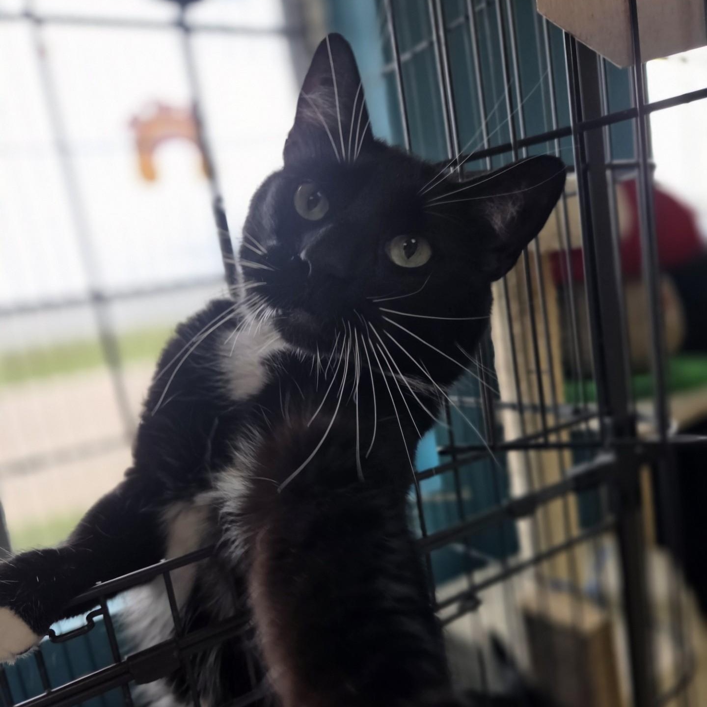 *Farm Cat*Apollo 11, a ADOPTABLE Domestic Short Hair in Brookings, SD image 2/2