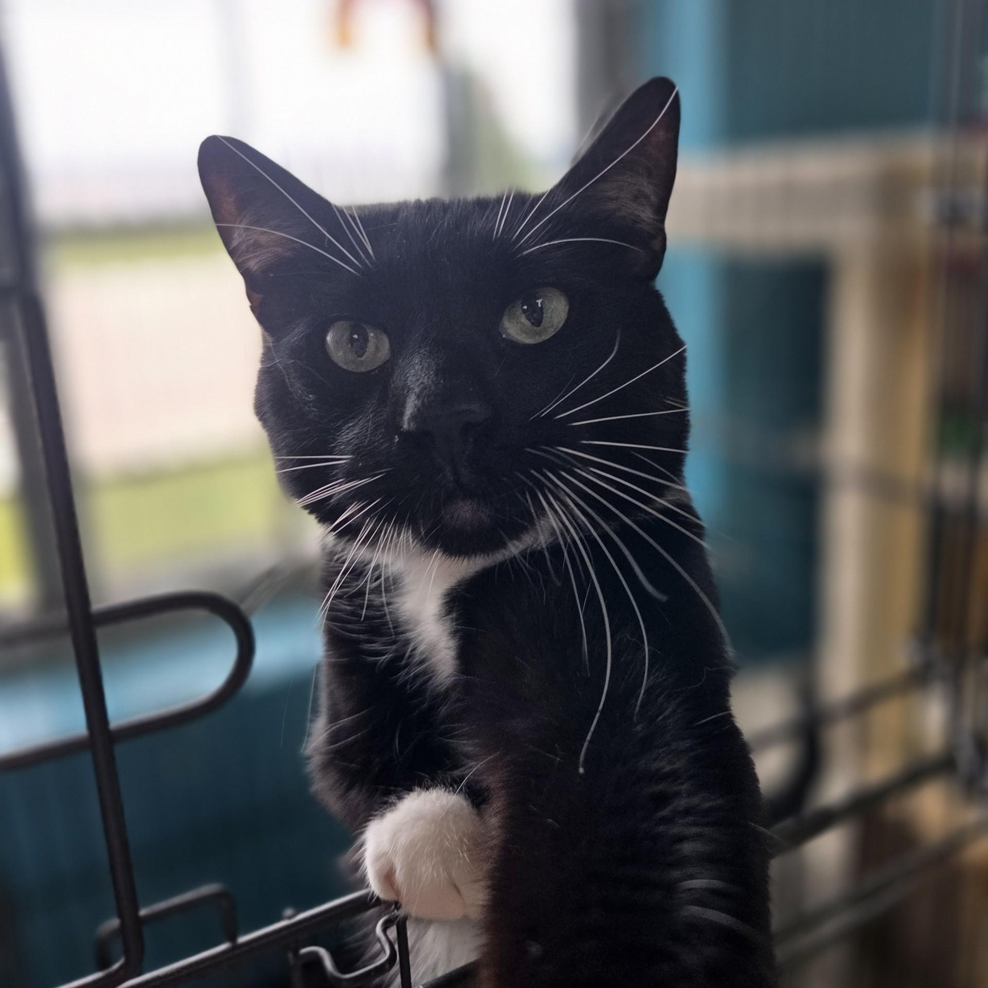 *Farm Cat*Apollo 11, a ADOPTABLE Domestic Short Hair in Brookings, SD image 1/2