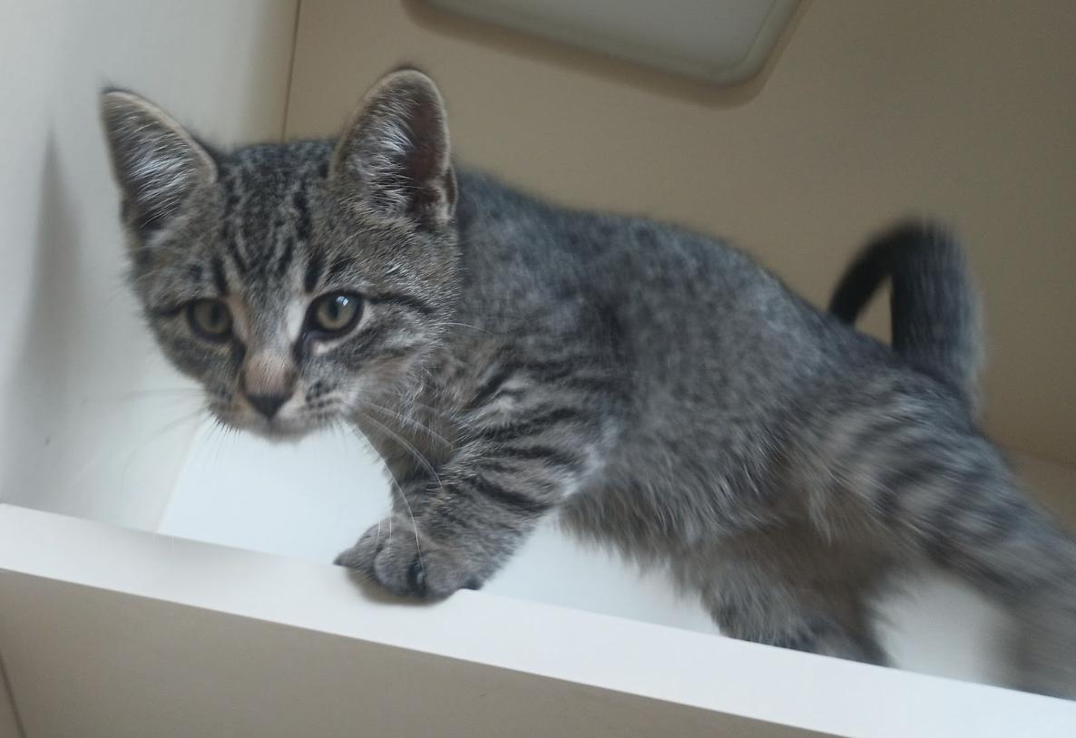 Enlarge Grimoire, a Adoptable Domestic Short Hair in Buena Vista, CO image 2/3