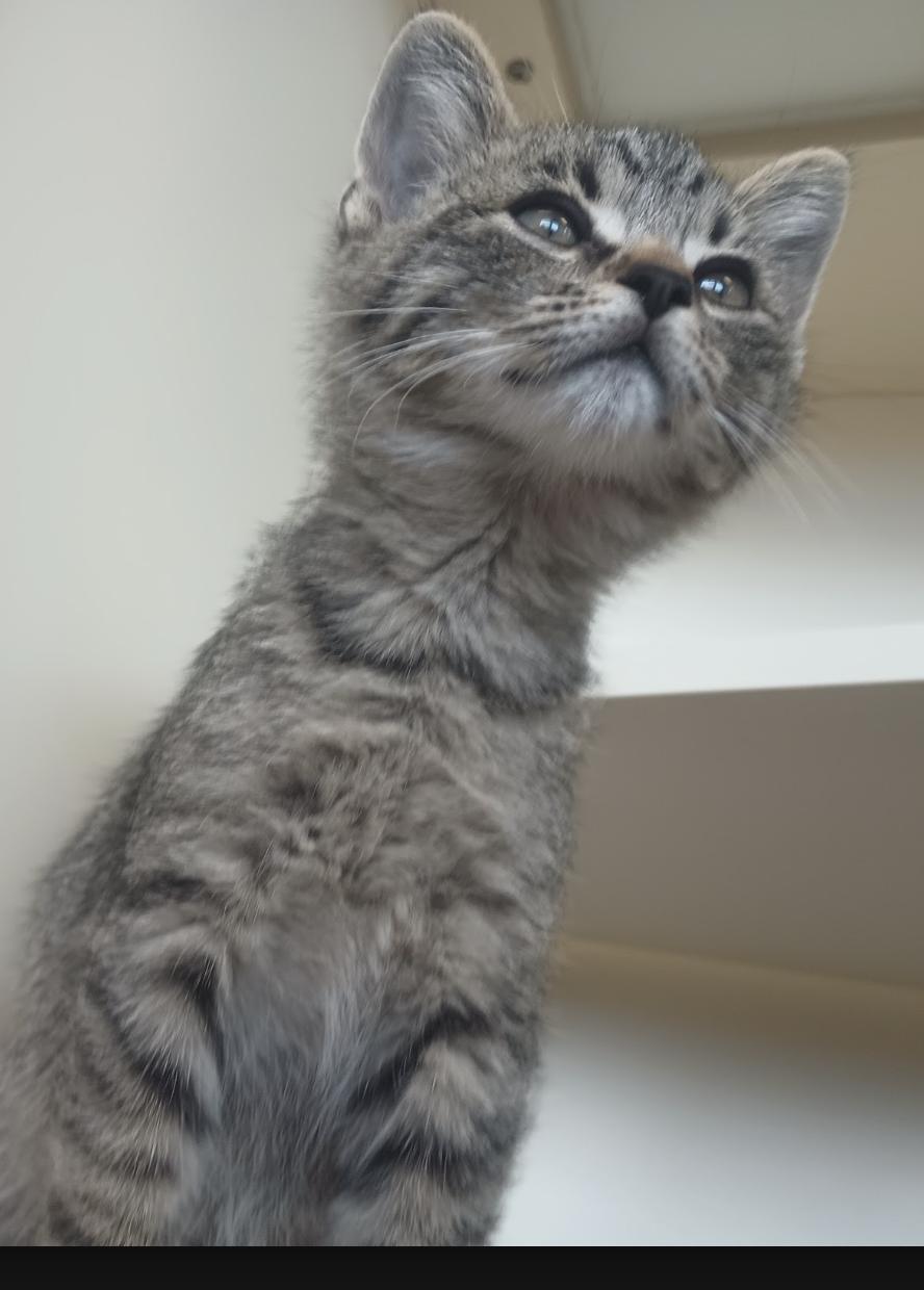 Enlarge Grimoire, a Adoptable Domestic Short Hair in Buena Vista, CO image 3/3