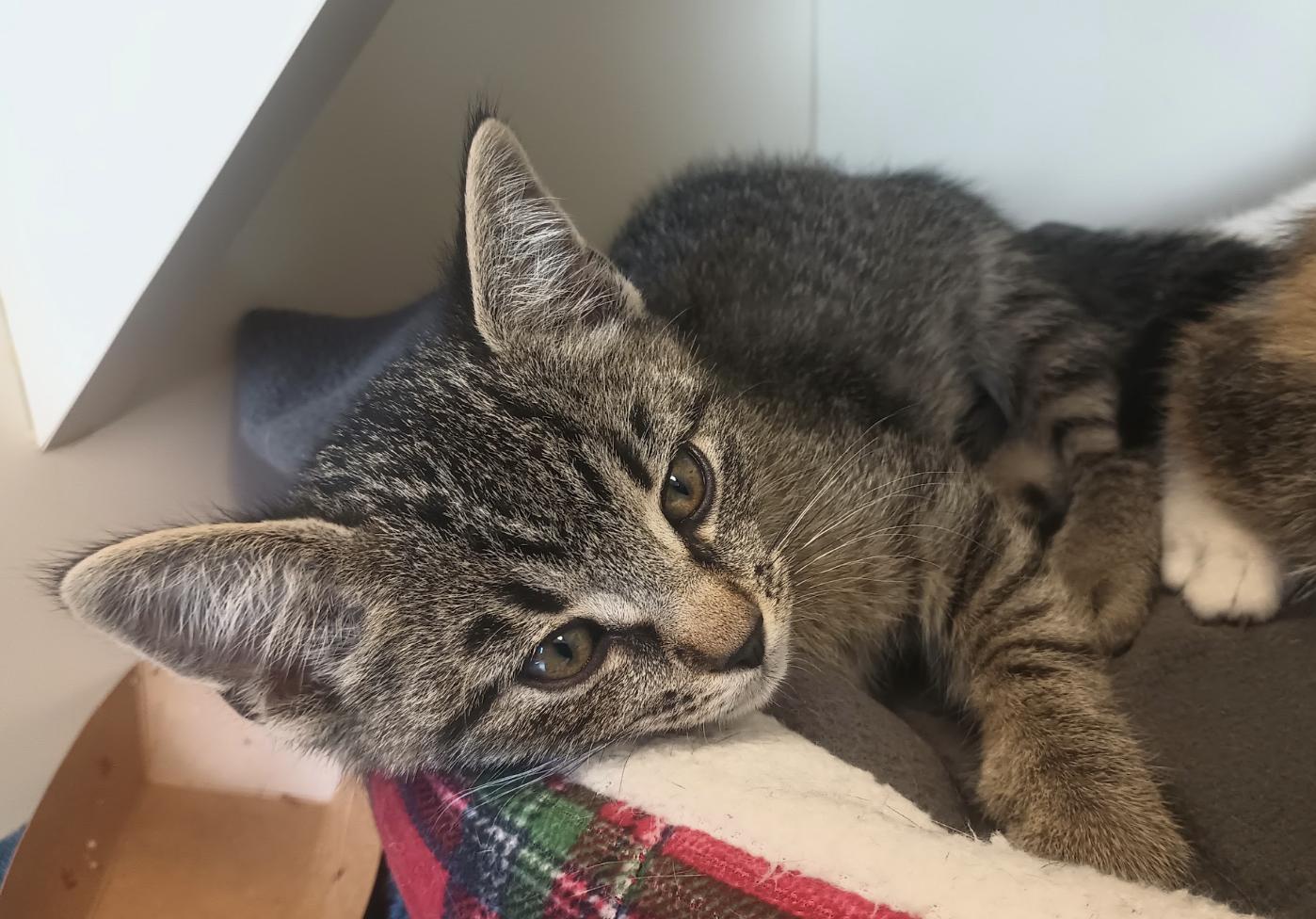 Enlarge Grimoire, a Adoptable Domestic Short Hair in Buena Vista, CO image 1/3