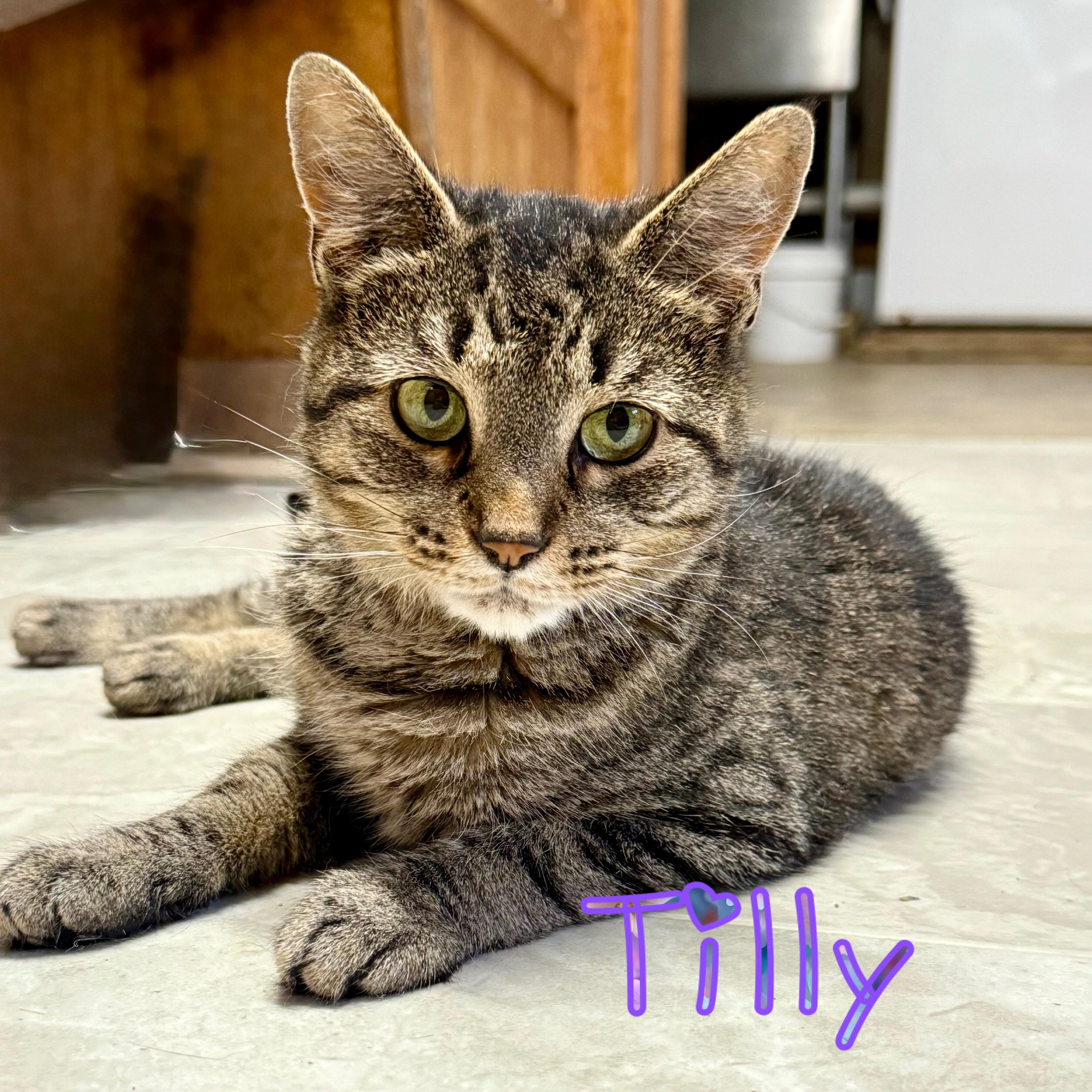 Cat for adoption - Tilly 2025-011, a Domestic Short Hair in