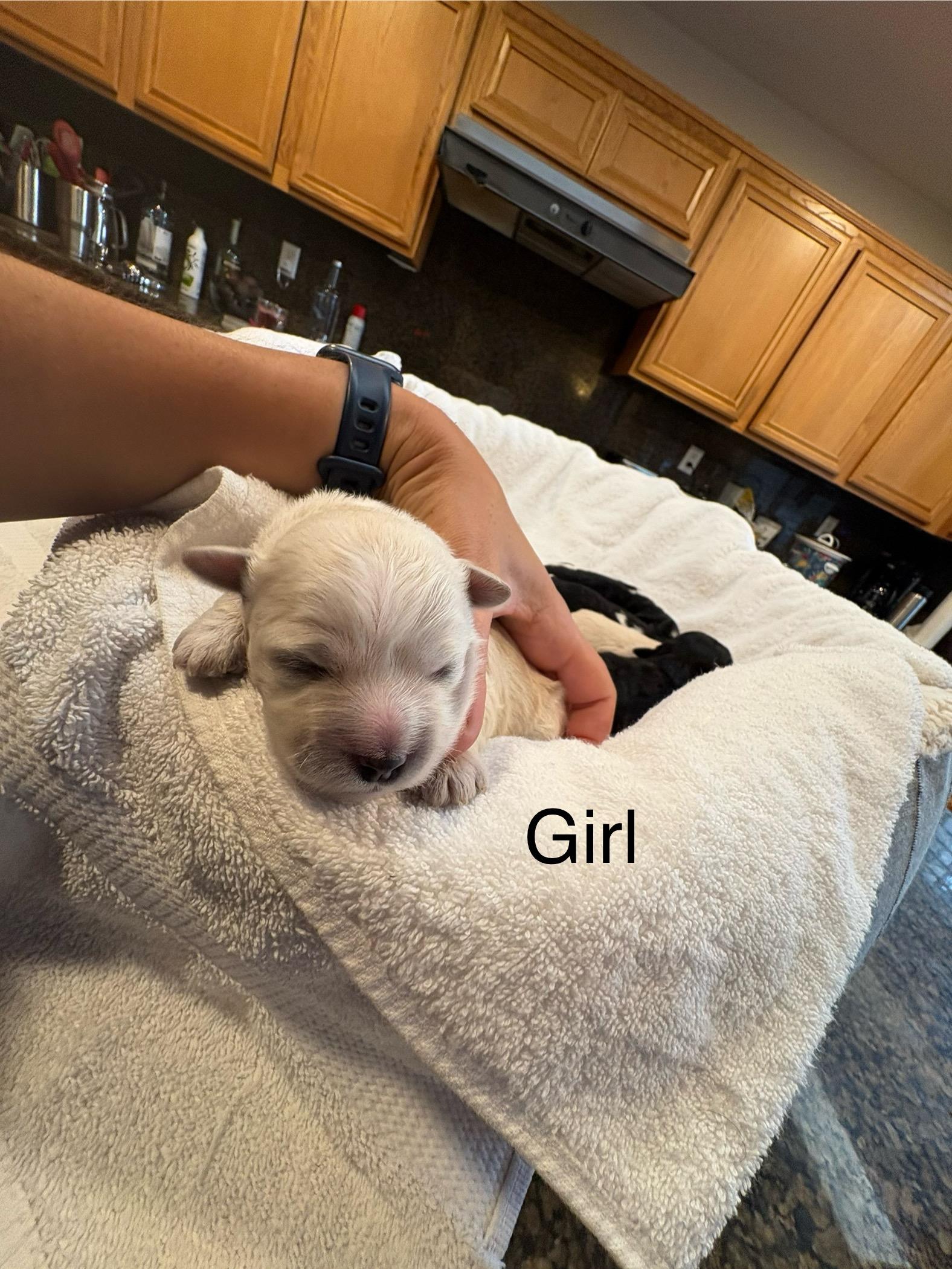 Puppies from Chloe litter - 4 boys -2 girls