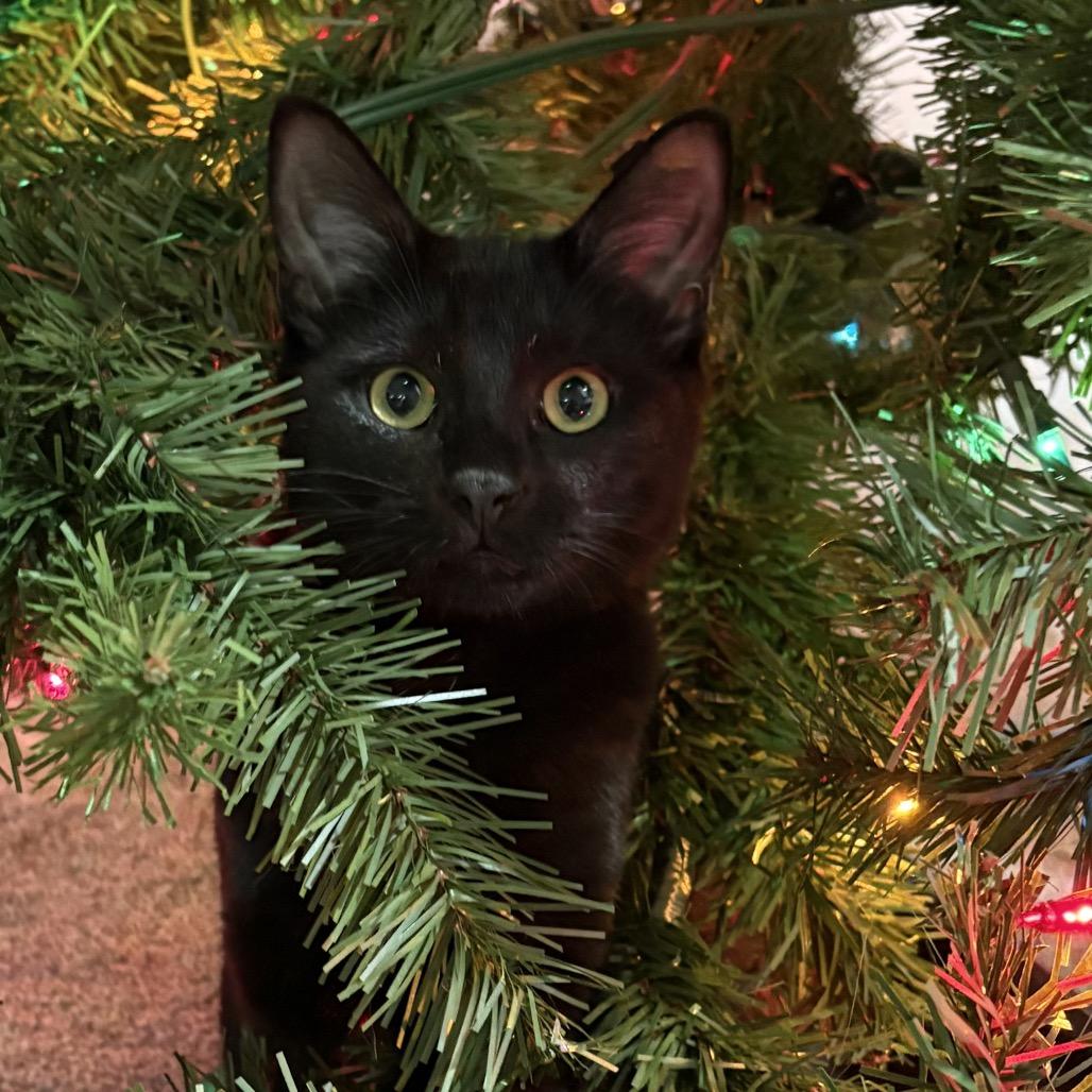 Honeydew, Adoptable, Young Female Domestic Short Hair.