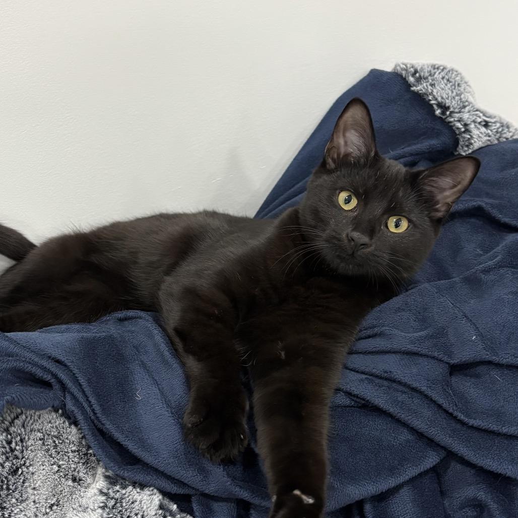 Honeydew, Adoptable, Young Female Domestic Short Hair.