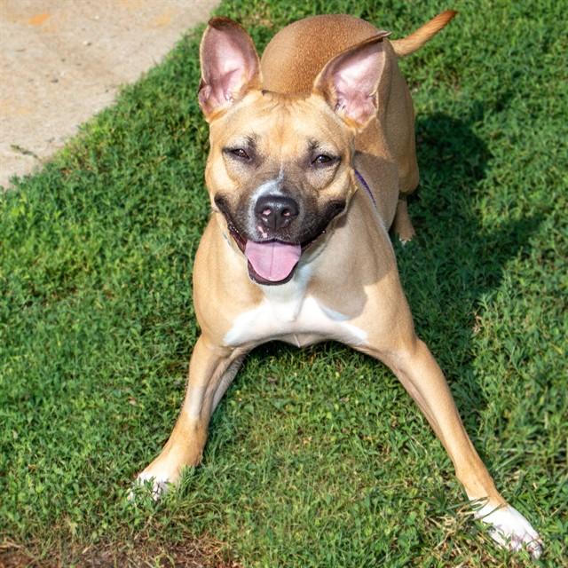 FIREBALL, Adoptable, Young Female Pit Bull Terrier & Mixed Breed.
