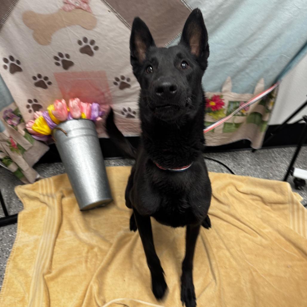 Fenris, a Adoptable Belgian Shepherd / Malinois in Henderson, NV image 1/3