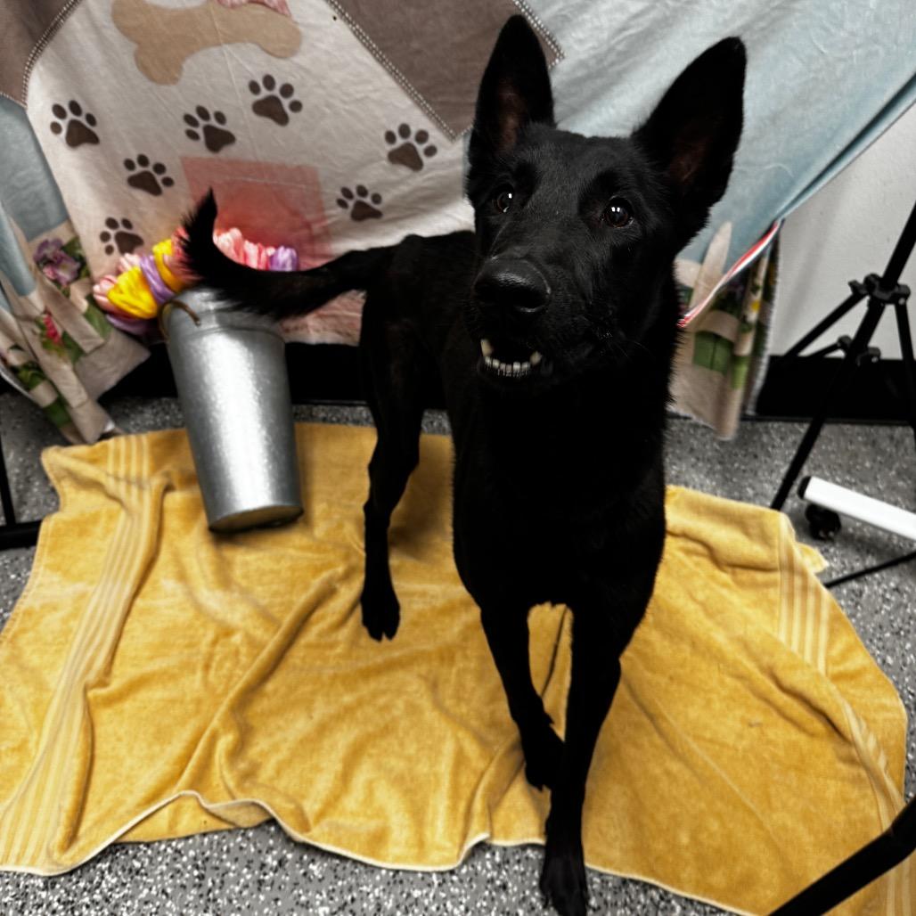 Fenris, a Adoptable Belgian Shepherd / Malinois in Henderson, NV image 2/3