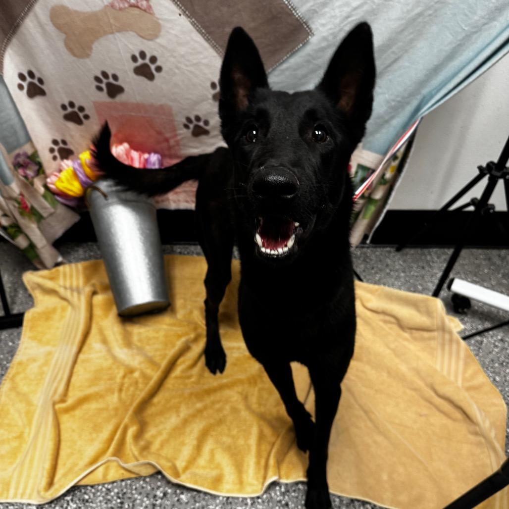 Fenris, a Adoptable Belgian Shepherd / Malinois in Henderson, NV image 3/3