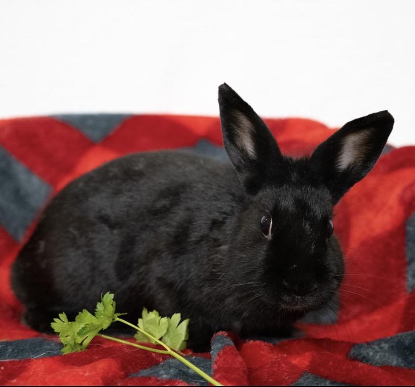 Enlarge Magnolia, a ADOPTABLE Satin in Chicago, IL image 1/1