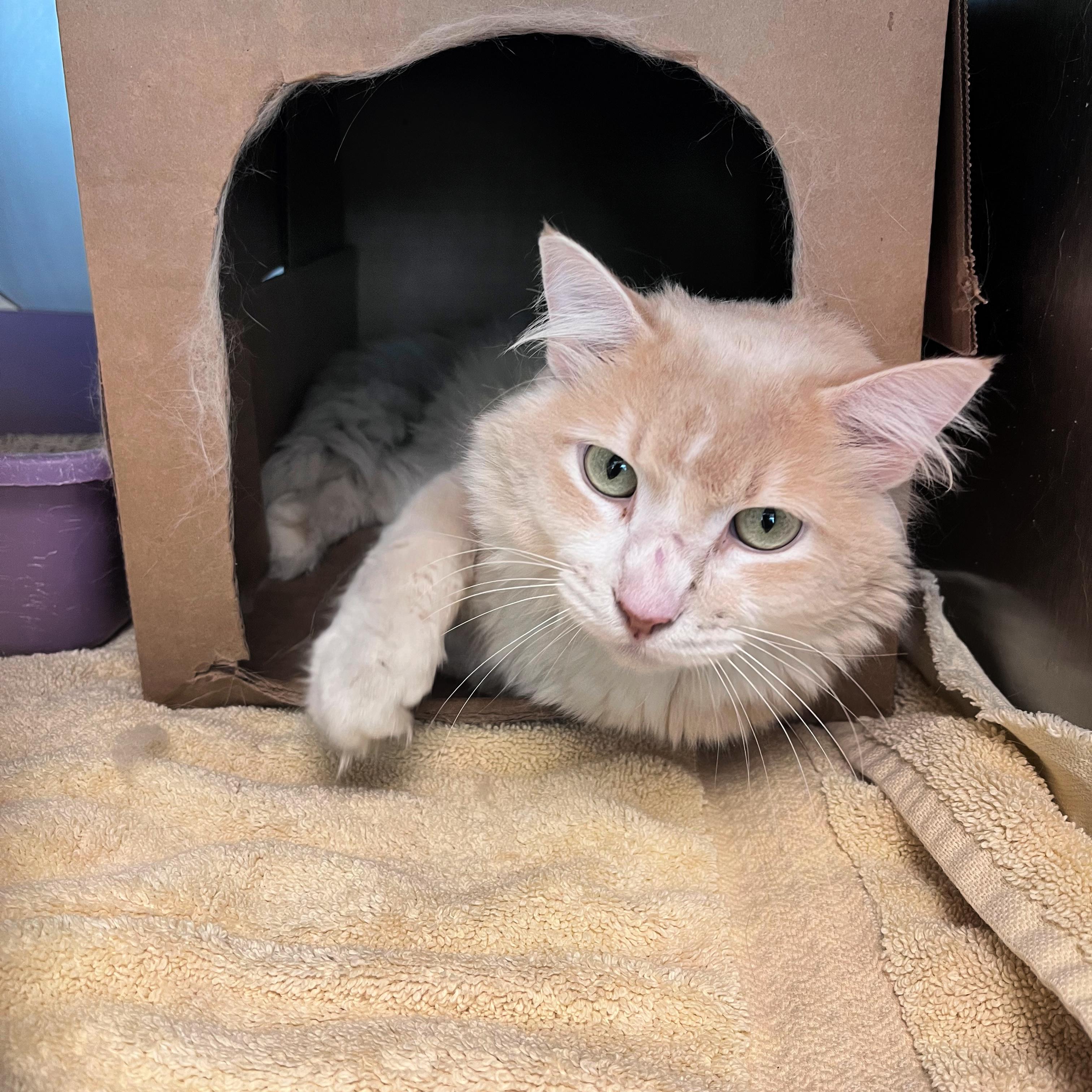 Teddy, ADOPTABLE, Adult Male Domestic Medium Hair.