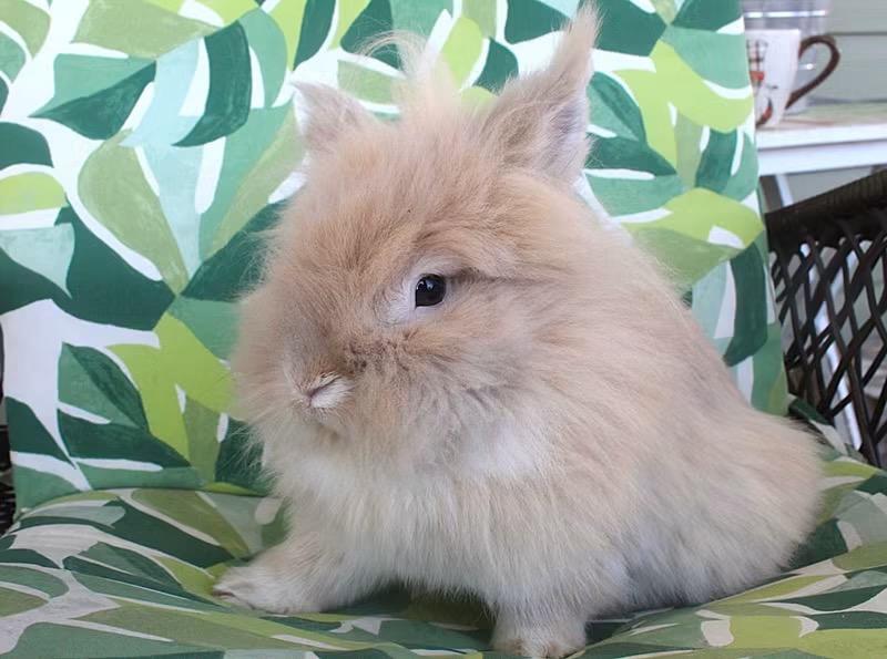 Churro, an adopted Jersey Wooly in Hillside, NJ image 3/3