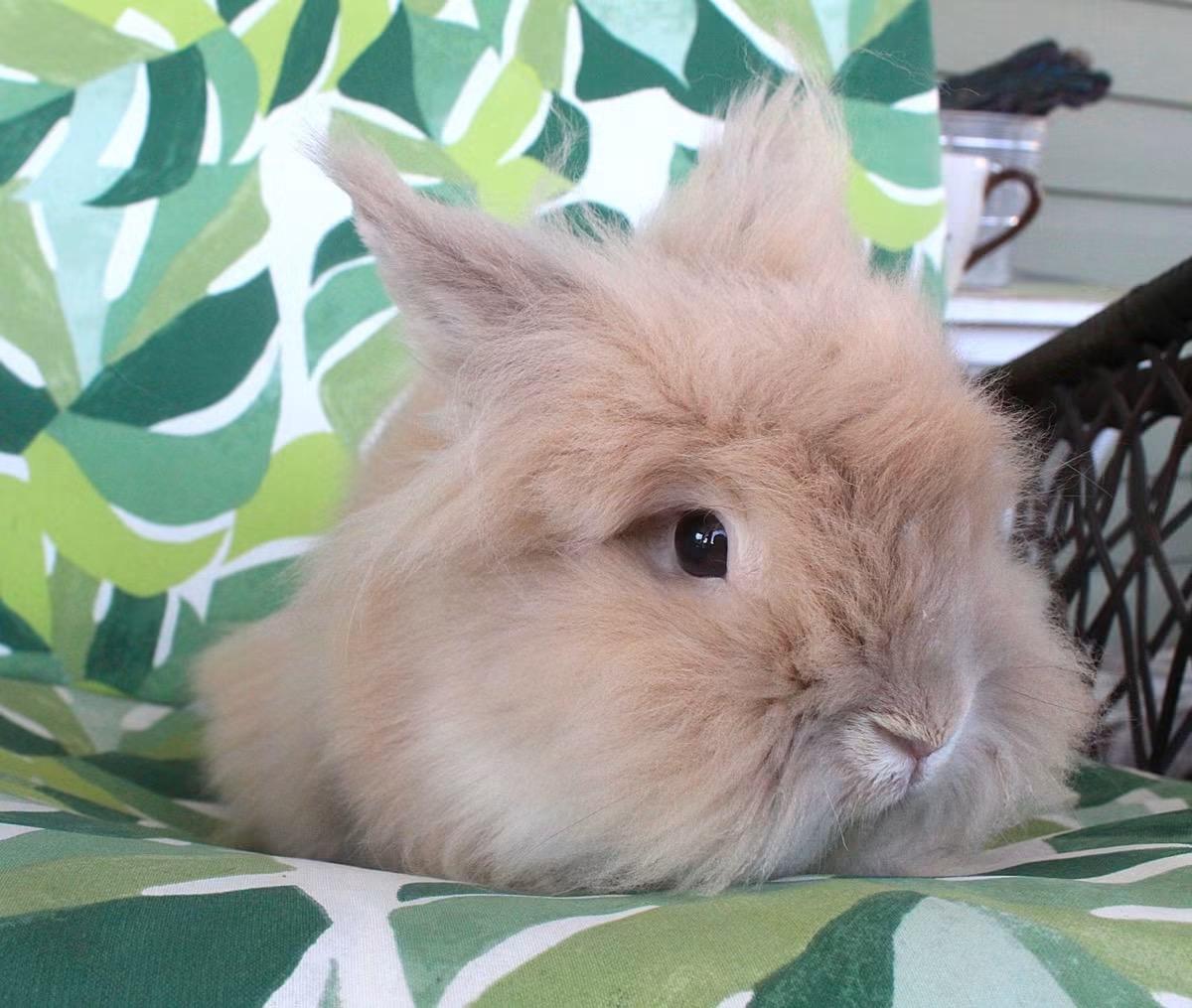 Churro, adopted, Adult Male Jersey Wooly.
