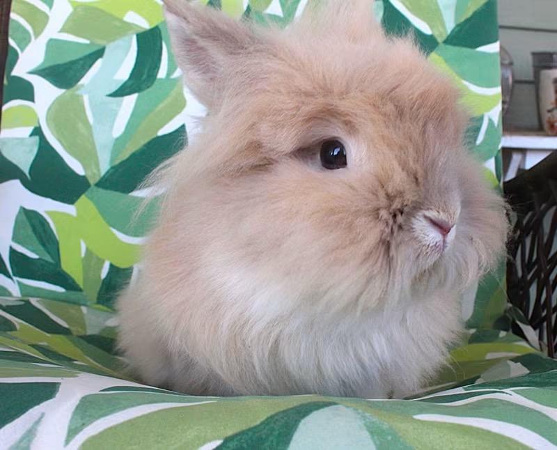 Churro, an adopted Jersey Wooly in Hillside, NJ image 2/3