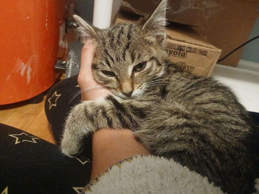 Allen (25-236 C), Adoptable, Kitten Male Domestic Short Hair.