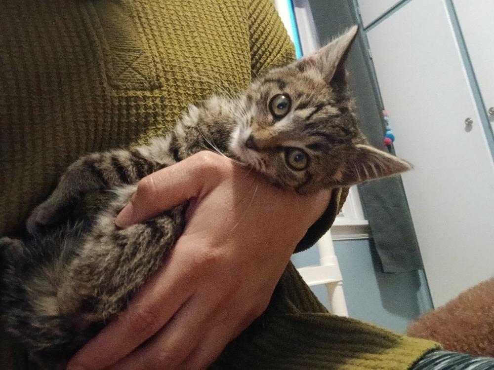 Allen (25-236 C), a Adoptable Domestic Short Hair in Lansing, MI image 2/6