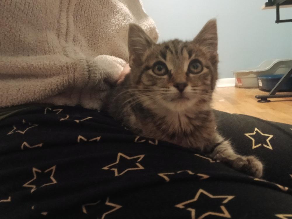 Allen (25-236 C), a Adoptable Domestic Short Hair in Lansing, MI image 5/6