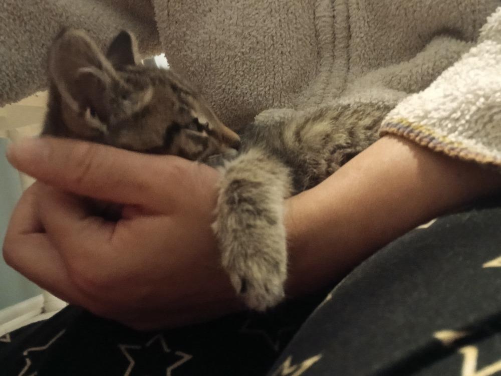 Allen (25-236 C), a Adoptable Domestic Short Hair in Lansing, MI image 6/6