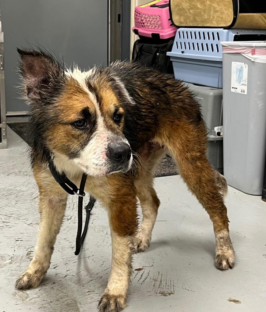 Kimi, Adoptable, Adult Female Australian Shepherd & Chow Chow.