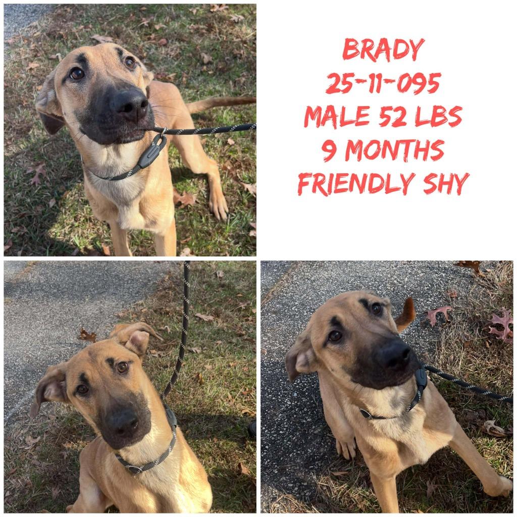 2025-11-095 *Brady*, Adopted, Young Male Shepherd.