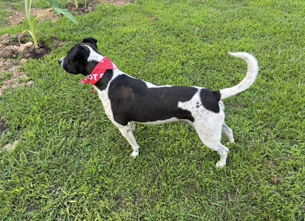 Boogie, Adoptable, Adult Male Pointer & Staffordshire Bull Terrier.