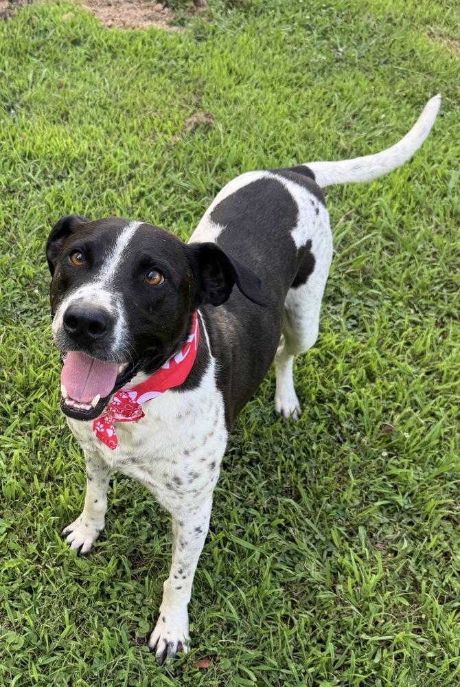Boogie, a Adoptable mixed breed in Plumerville, AR image 2/3
