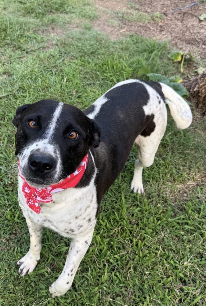 Boogie, a Adoptable mixed breed in Plumerville, AR image 3/3