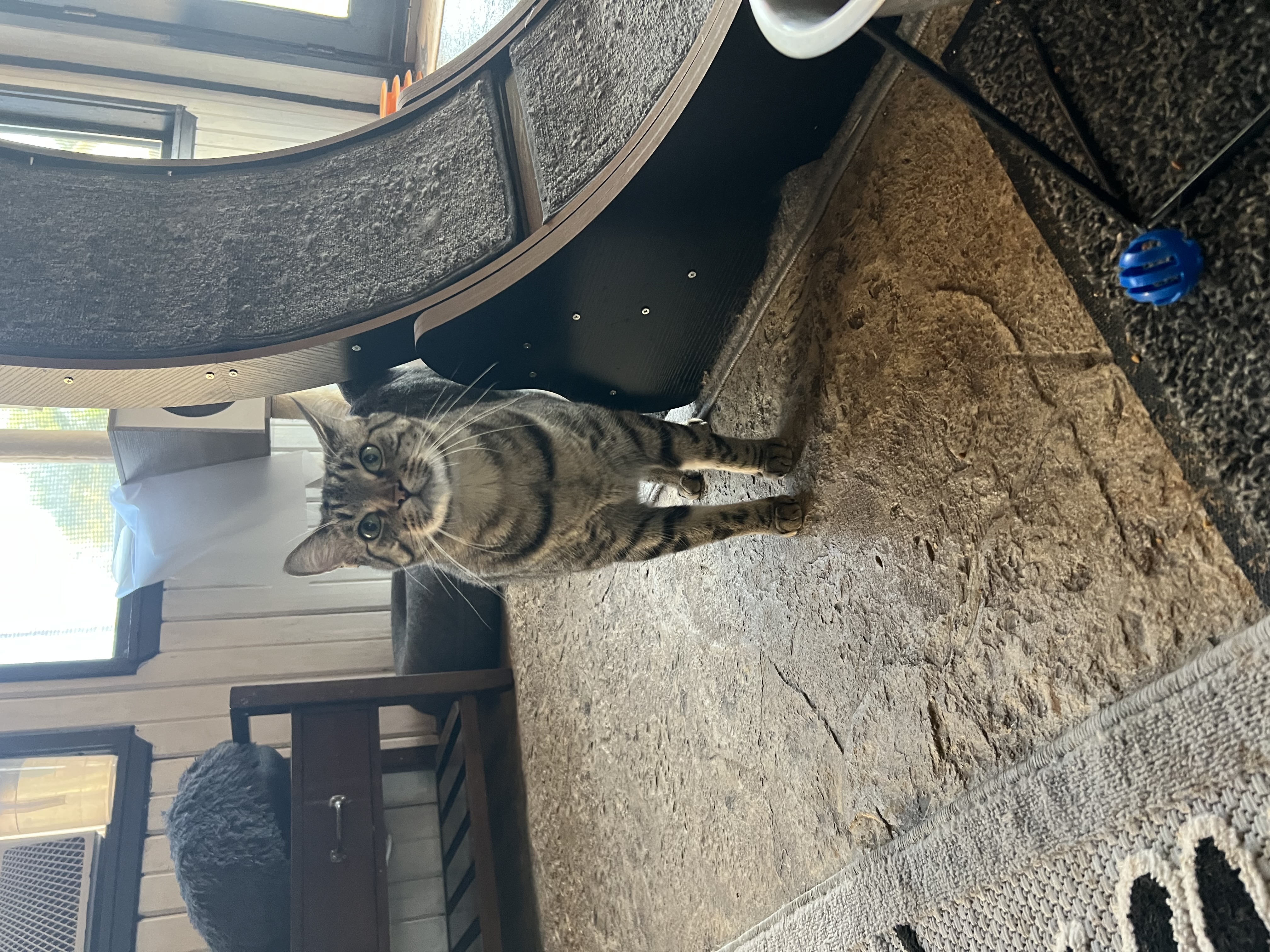 Enlarge George, a Adopted Domestic Short Hair in Mesquite, TX image 2/6