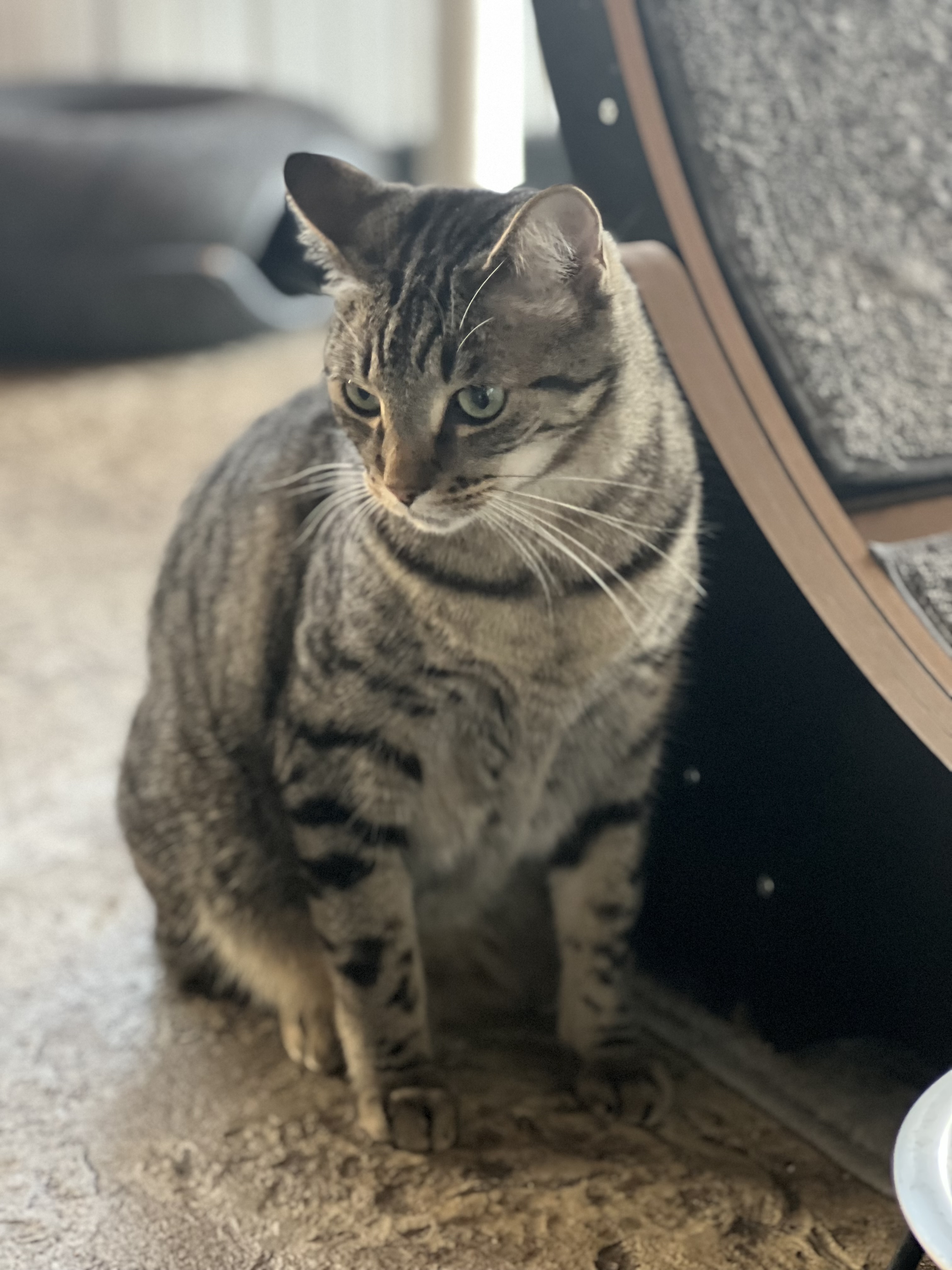 Enlarge George, a Adopted Domestic Short Hair in Mesquite, TX image 3/6