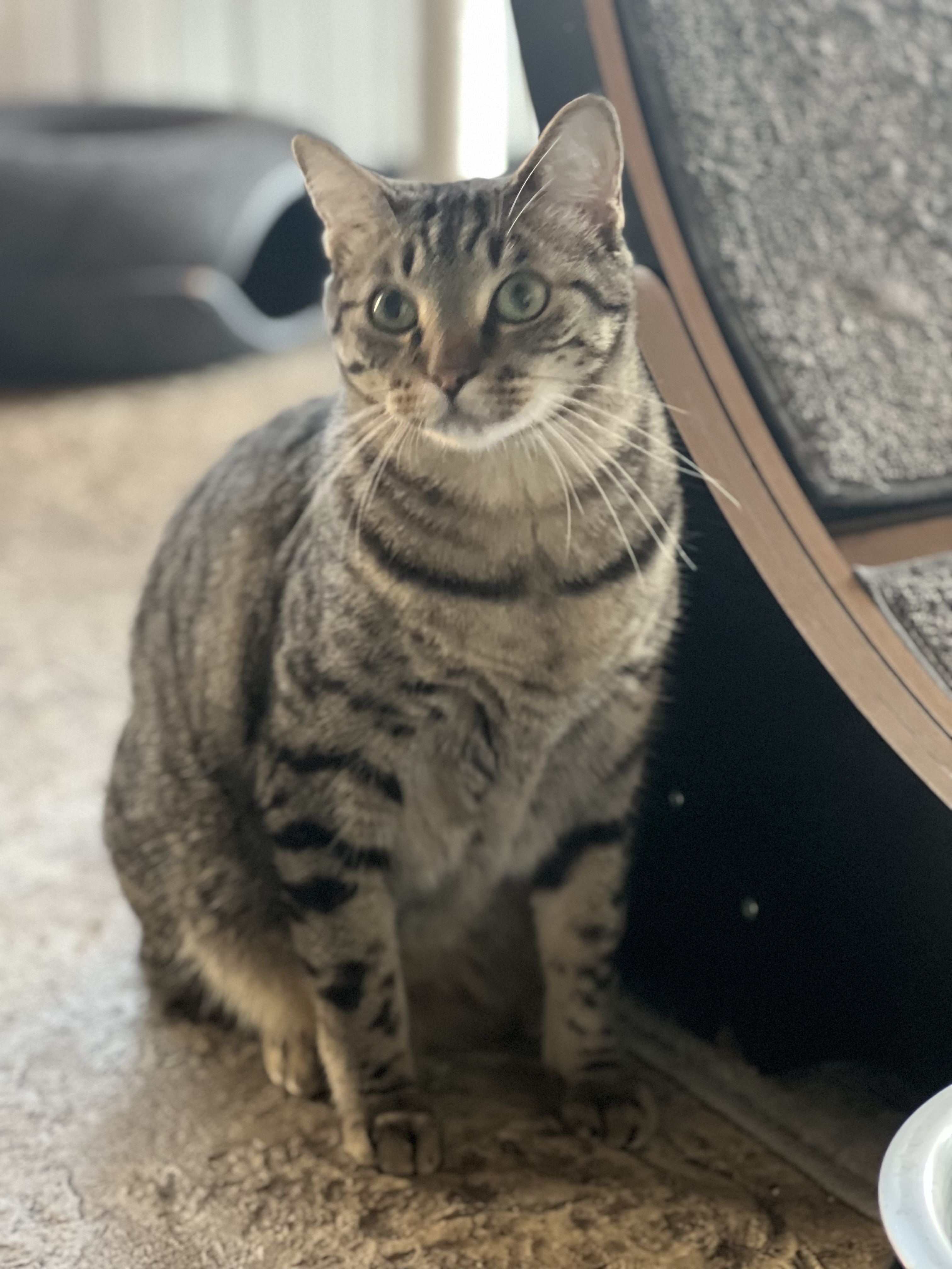 George, Adopted, Adult Male Domestic Short Hair.