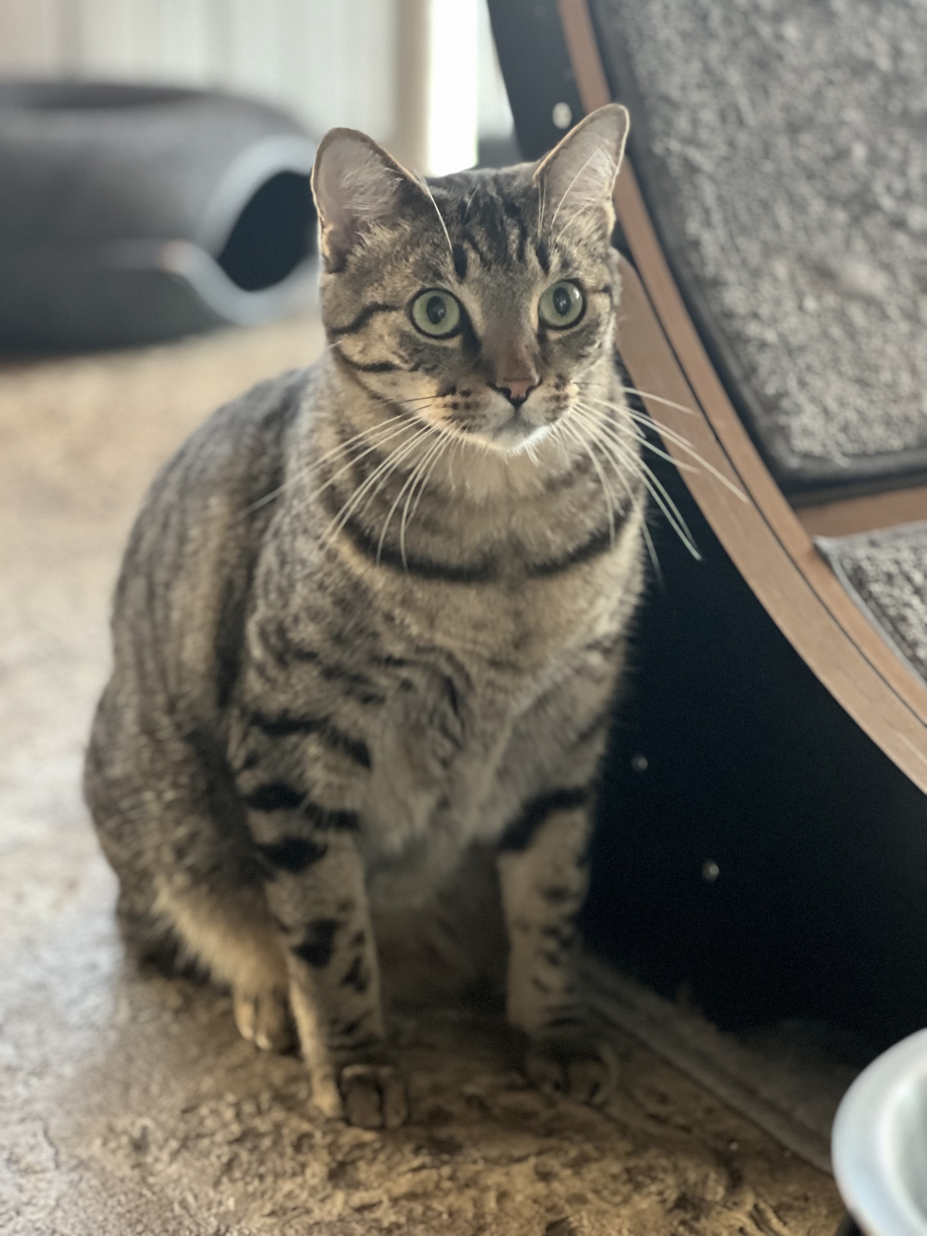 Enlarge George, a Adopted Domestic Short Hair in Mesquite, TX image 4/6