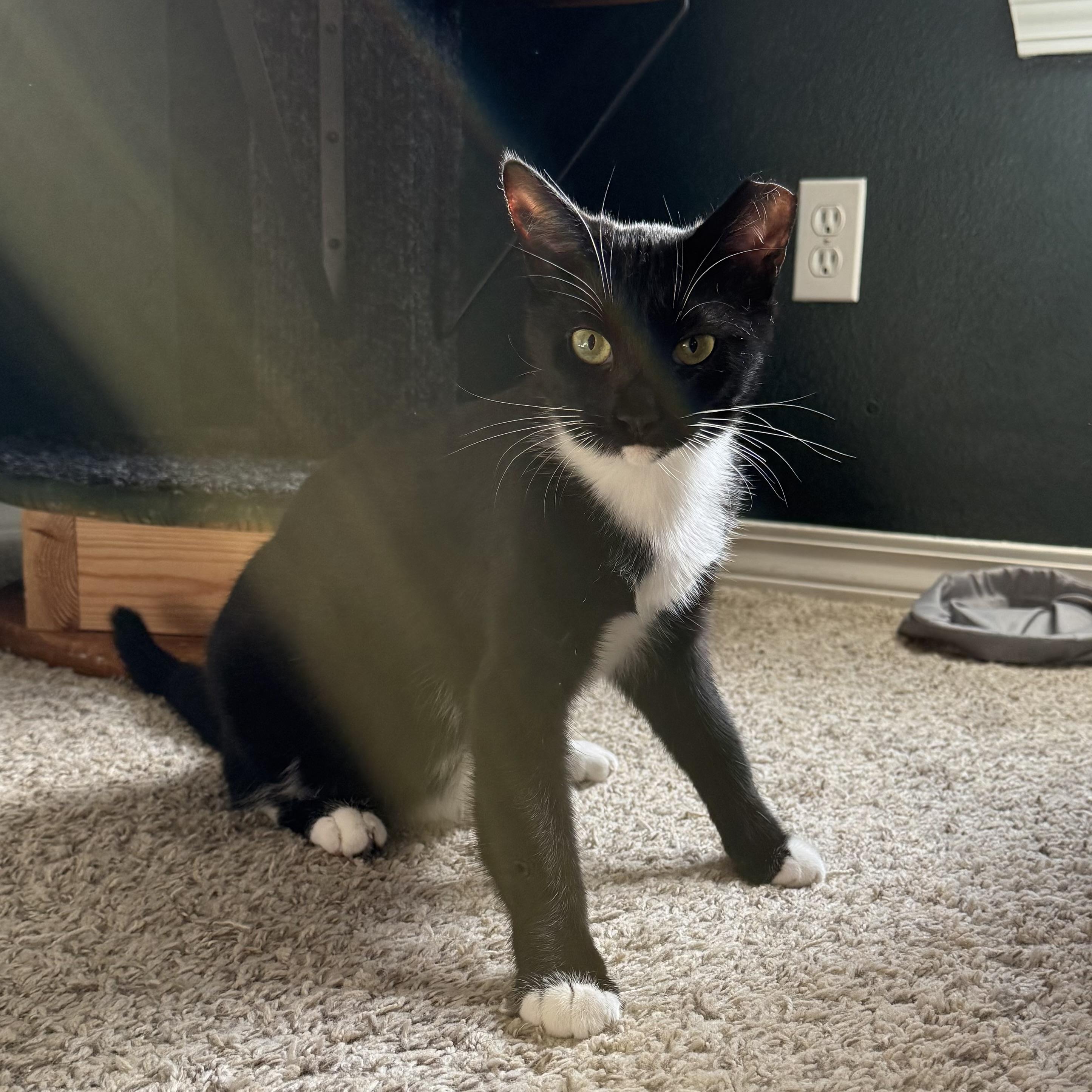 Lucy, Adoptable, Young Female American Shorthair & Domestic Short Hair.