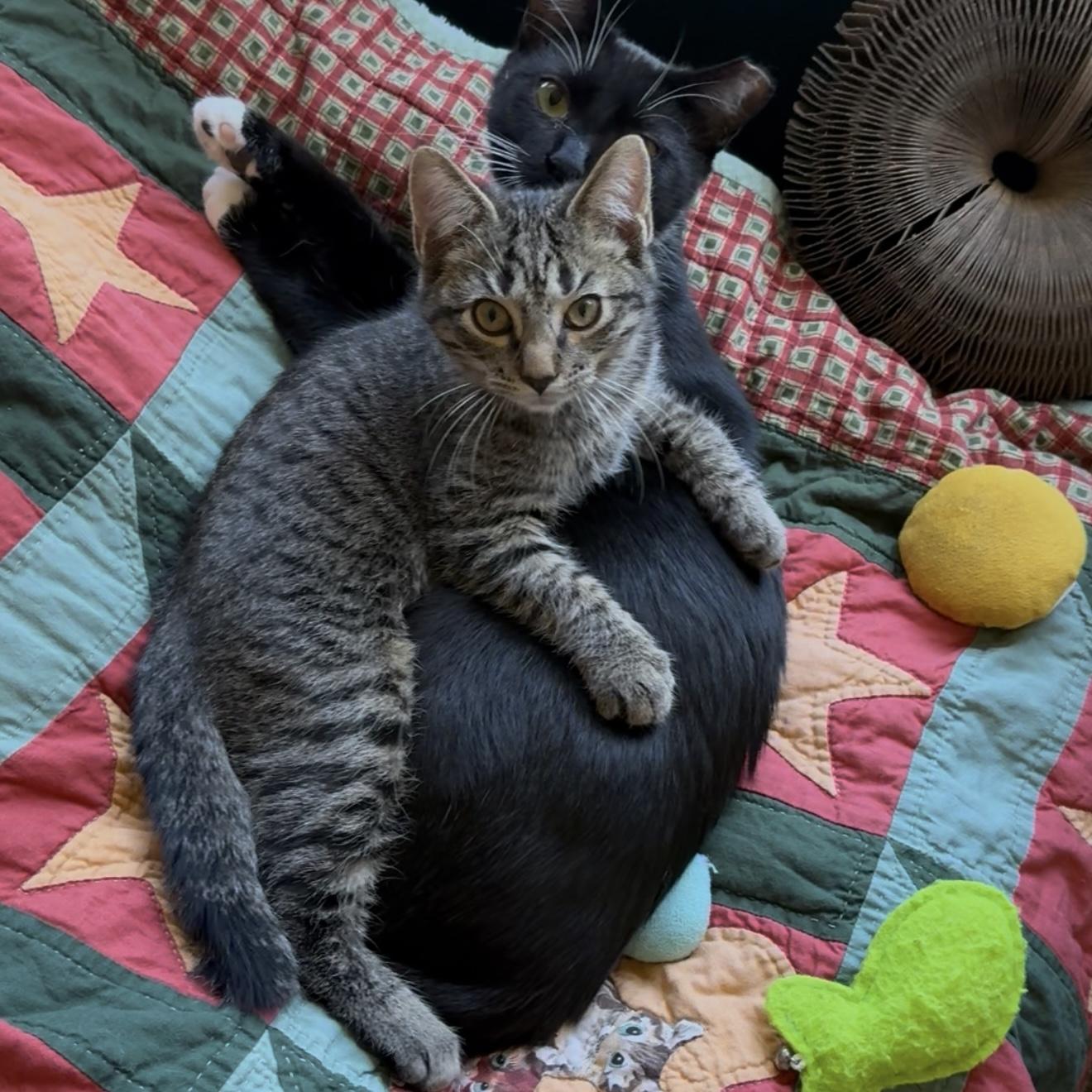 Enlarge Lucy the Lovely, a Adoptable mixed breed in Milton, FL image 4/6