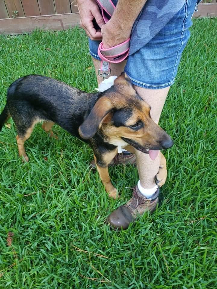 Remi, Adoptable, Young Female Shepherd & Hound.
