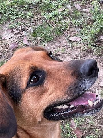 Remi, a Adoptable mixed breed in Ladson, SC image 2/6